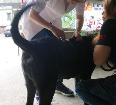 苗栗縣為了嚴守狂犬病「大安溪防線」，前往沿線村、里、鄰到府注射疫苗。 苗栗縣動物防疫所/提供