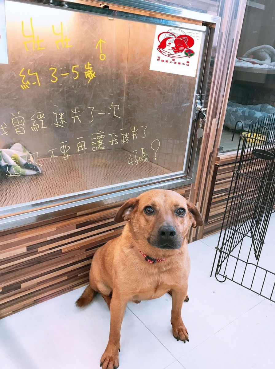 苗栗縣推動犬貓愛心送養小站，讓民眾與業者共同為流浪犬貓尋找幸福的出路。 苗栗縣動物保護防疫所/提供