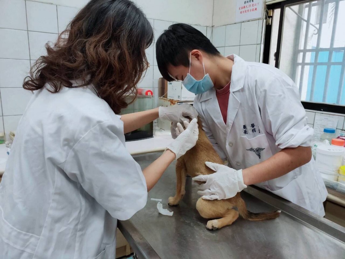 嘉義縣收容所遭動保團體譴責收容所犬貓死亡率過高，縣府連忙喊冤是因為大多救援車禍犬隻。 嘉義縣政府/提供