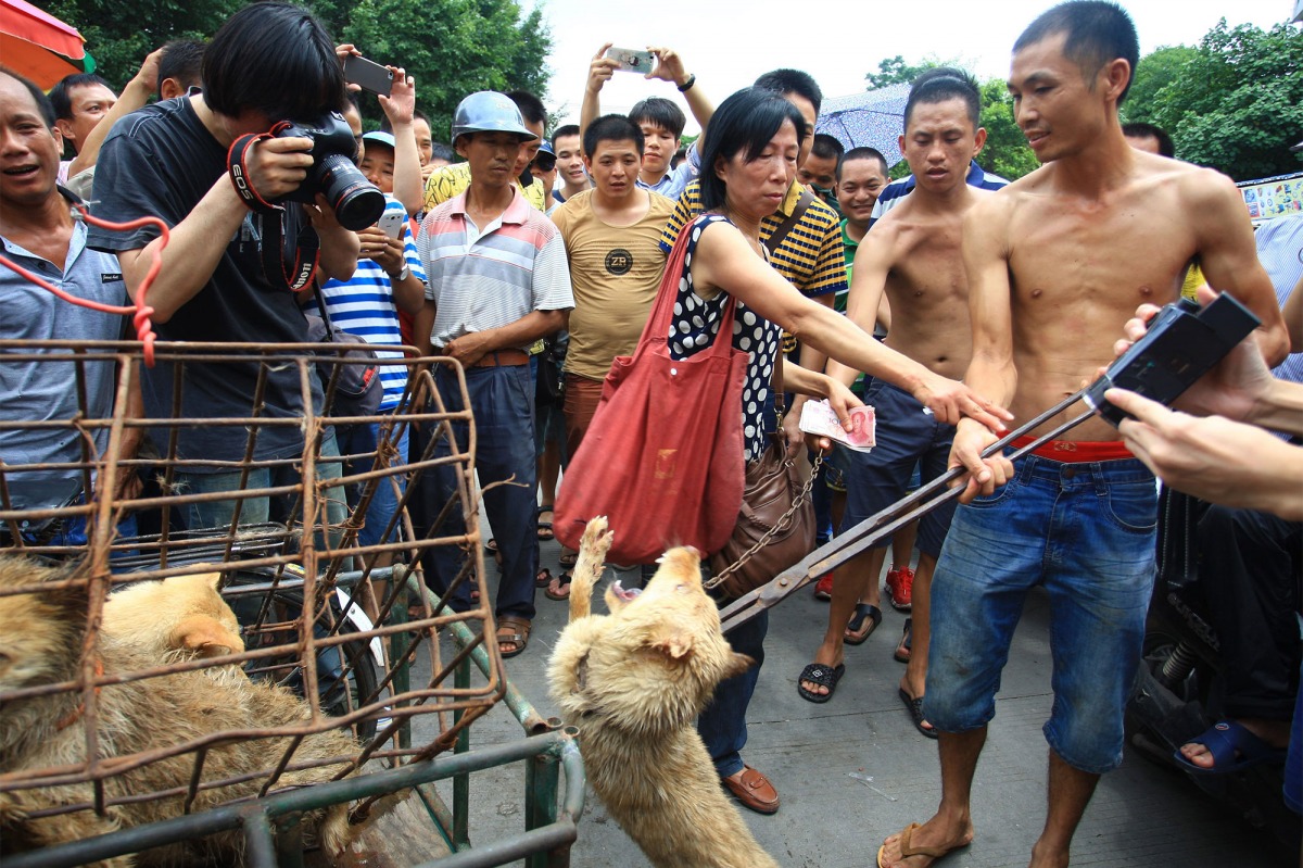 深圳市通過禁止食用野生動物法案，而貓狗也包含在內。(示意圖為中國玉林狗肉節資料照片) 