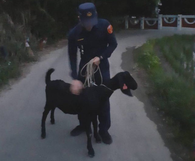 苗栗通宵一名婦人已故丈夫所留下的黑山羊不見後，著急地向警方求助。 苗栗縣通霄分局/提供