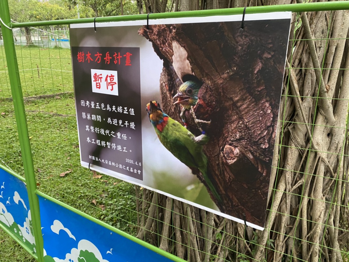 大安森林公園內有台灣特有種五色鳥在築巢育雛，因此原本執行的工程先行暫停。 姚崇仁/攝