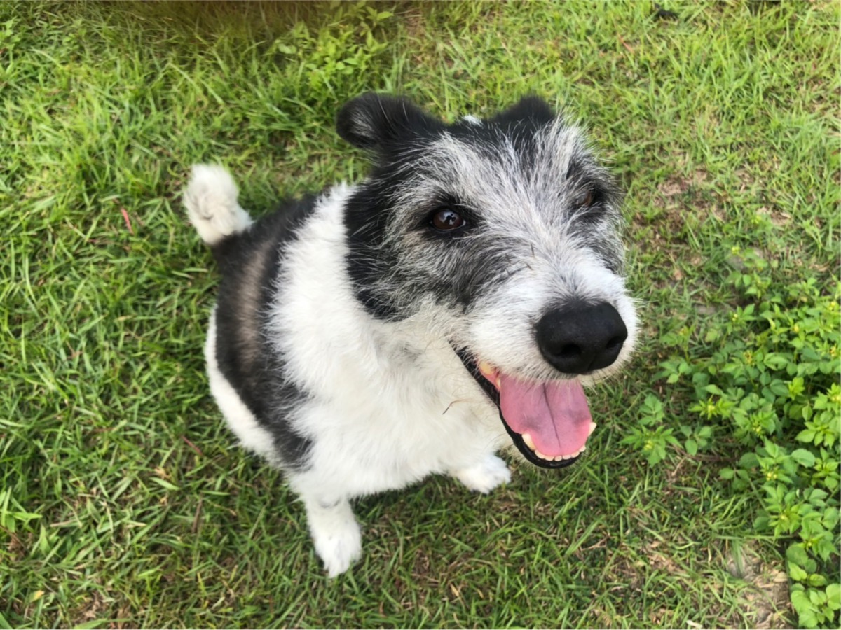消防署特搜隊5隻搜救犬已達退休年紀，要幫牠們找新家。 (圖為8歲米克斯 Chiang-Chiang) 消防署/提供