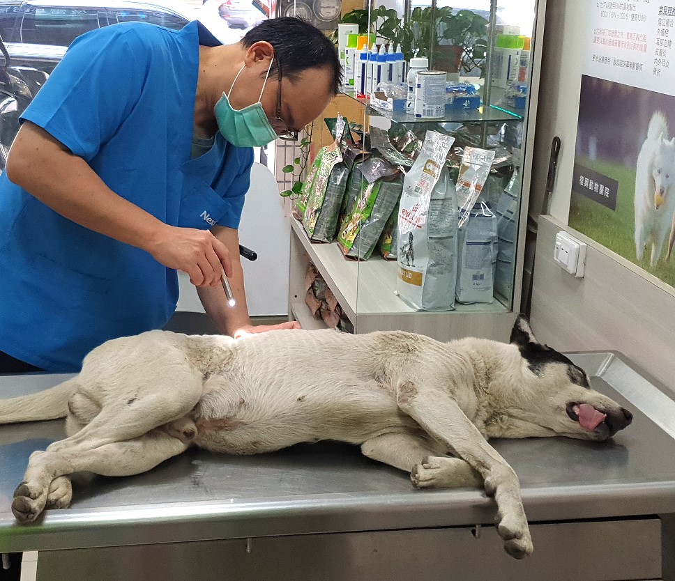 高雄林園區一隻白色浪犬遭人用瓦斯槍射傷，被救援送至動物醫院檢傷。　台灣動物緊急救援小組/提供