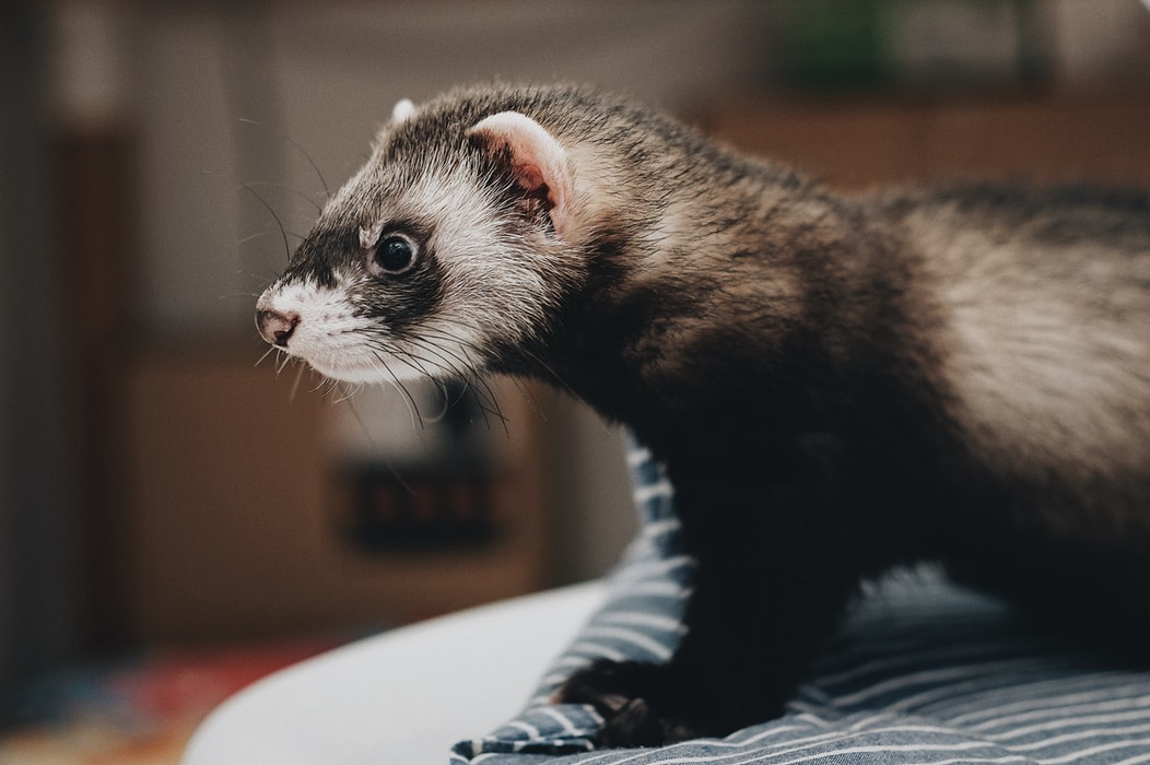貂跟犬貓都是新冠肺炎病毒的可能感受性動物。 取自/Unsplash