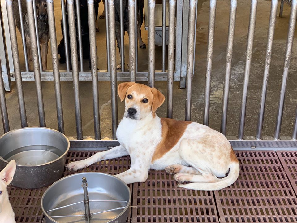 動保團體譴責澎湖縣動物收容所死亡率位居全國之冠。 取自/澎湖縣家畜疾病防治所
