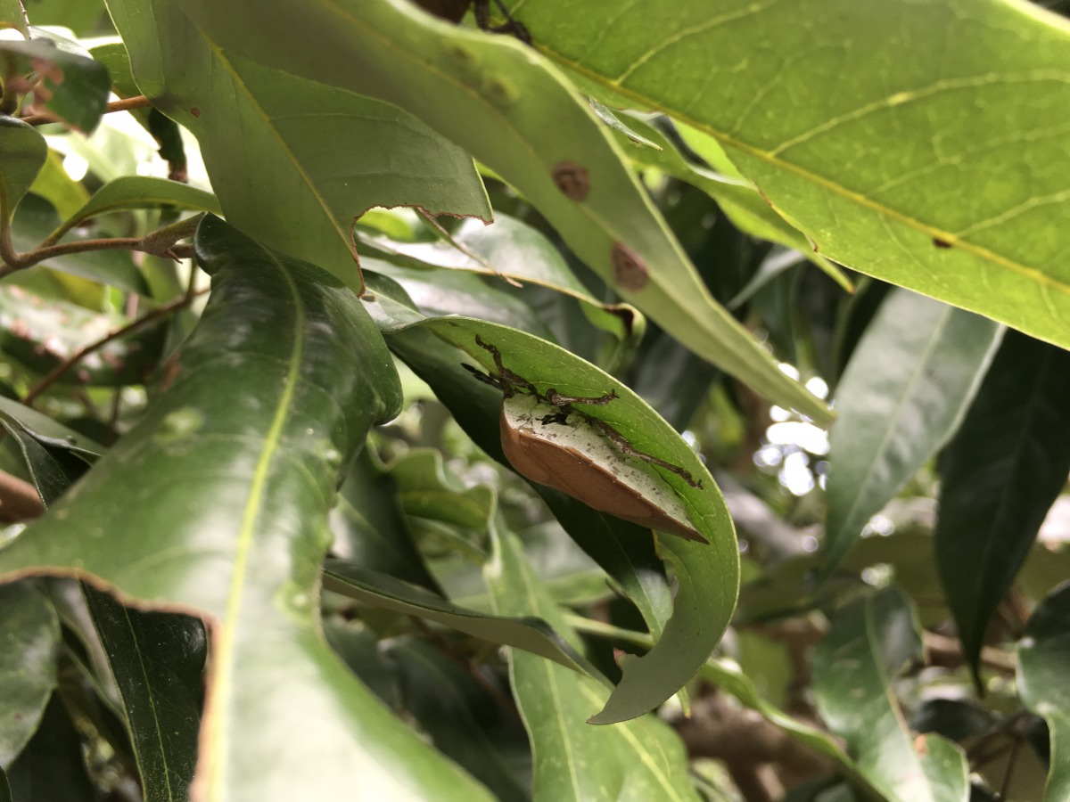 以每片5元的價格收購卵片，將大幅減少荔枝椿象數量。 資料照片 臺中區農業改良場/提供