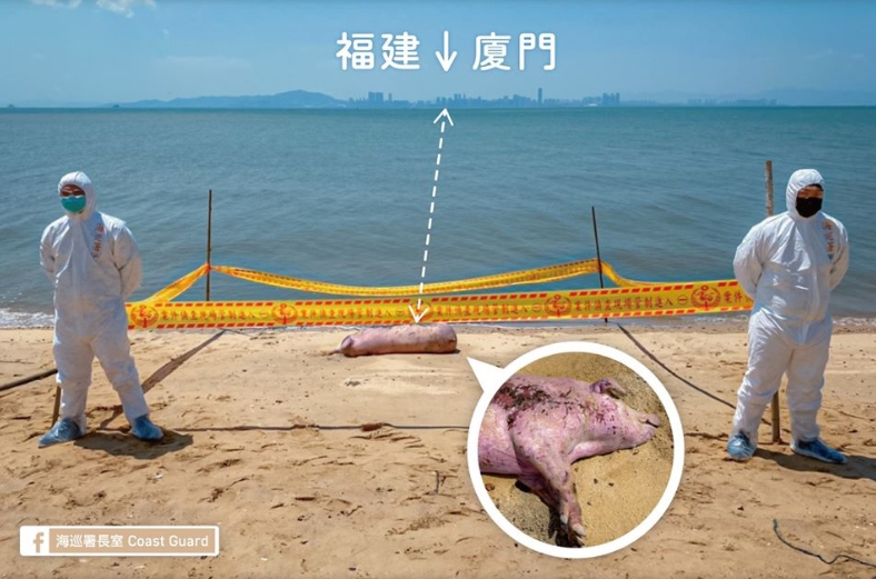 金門海岸邊又傳出海漂豬屍，所幸檢驗後並未驗出非洲豬瘟。 翻攝/海巡署