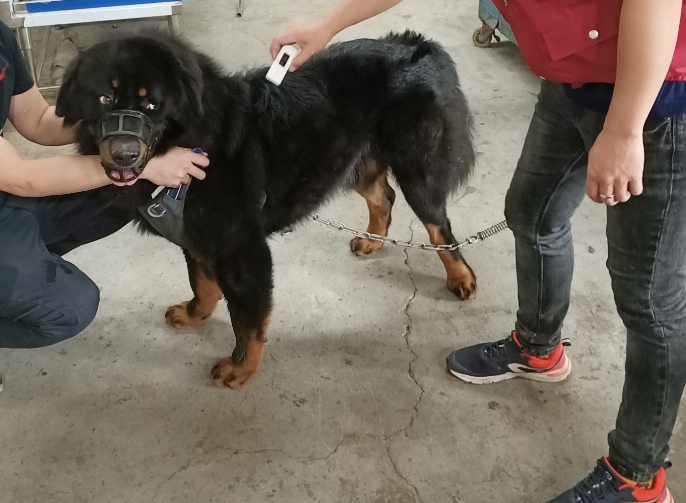 新北市一處工廠飼養的獒犬跑到外頭咬傷民眾，飼主被開罰３萬元。　新北市動保處/提供