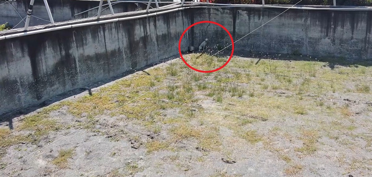 一隻白色米克斯浪犬受困在沒有水的魚塭當中等待救援。 台灣動物緊急救援小組/提供