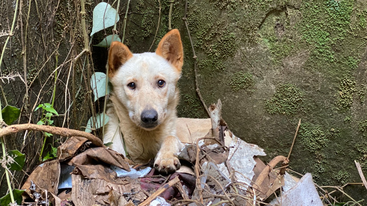 一隻黃色浪犬不小心跌入4.5公尺深的廢棄坑洞，無辜的看著救援人員。 新北市動保處/提供