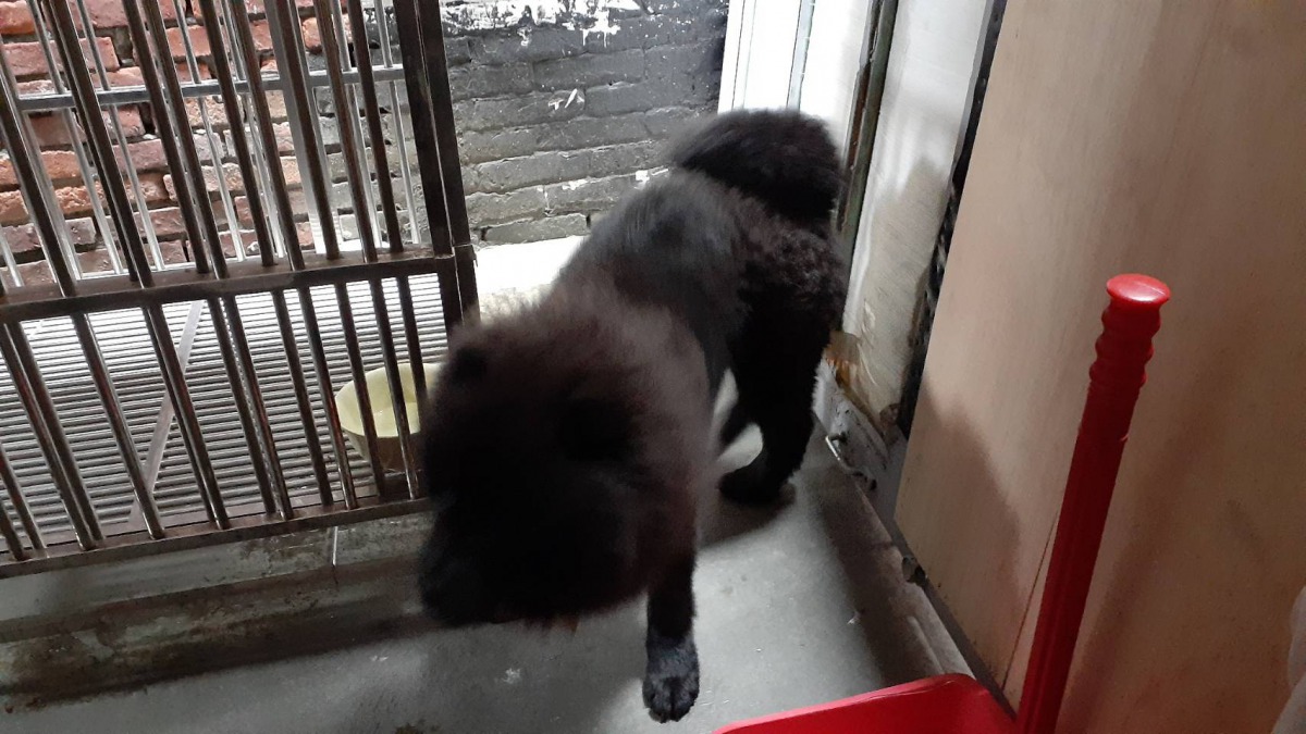 板橋一名男子因聽信偏方，用女友飼養的倉鼠餵食鬆獅犬。 新北市動保處/提供