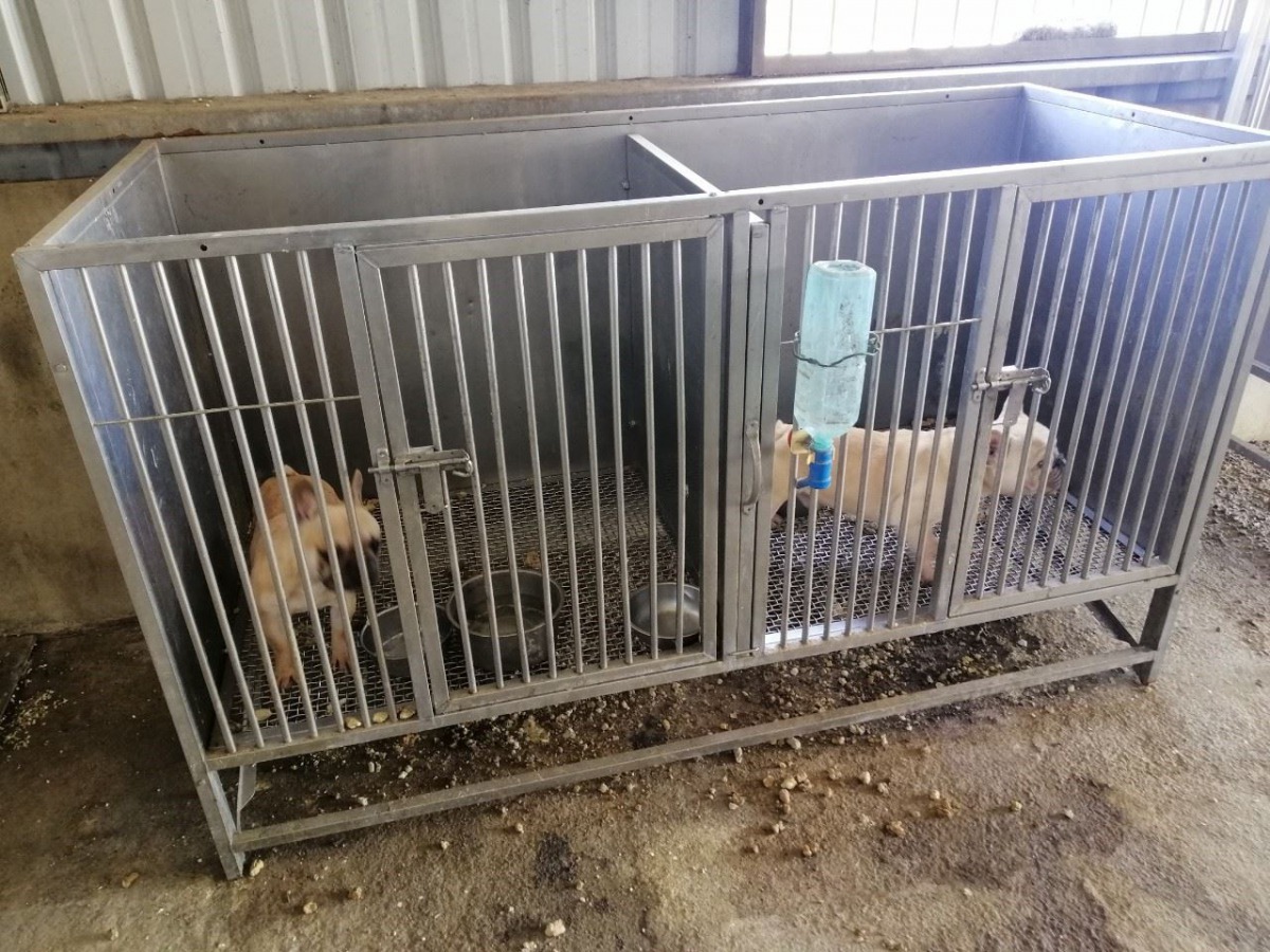 嘉義縣新港一處民宅內飼養了39隻犬貓，全數皆無寵登及絕育被開罰9萬8000元。 嘉義縣政府/提供