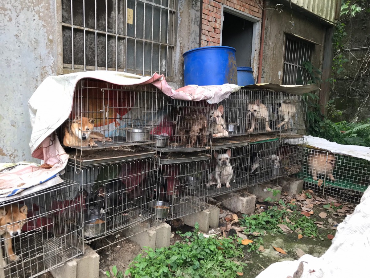 被查獲的非法繁殖場將柴犬、法鬥、博美等品種犬飼養在惡劣的環境中。　台中市動保處/提供