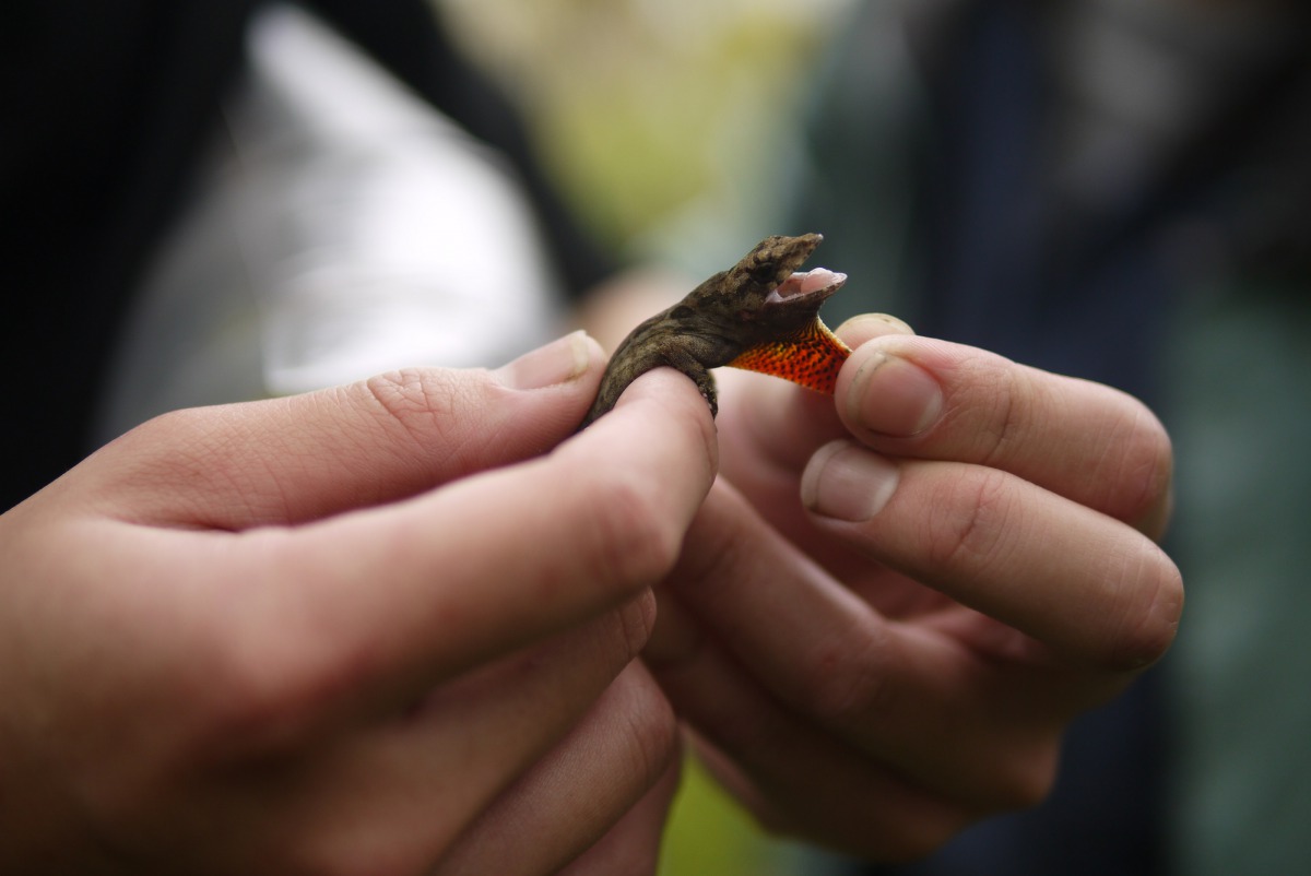 沙氏變色蜥最明顯的特徵是不論雄雌都有黃色或橘紅色的「喉囊」。 花蓮林管處/提供