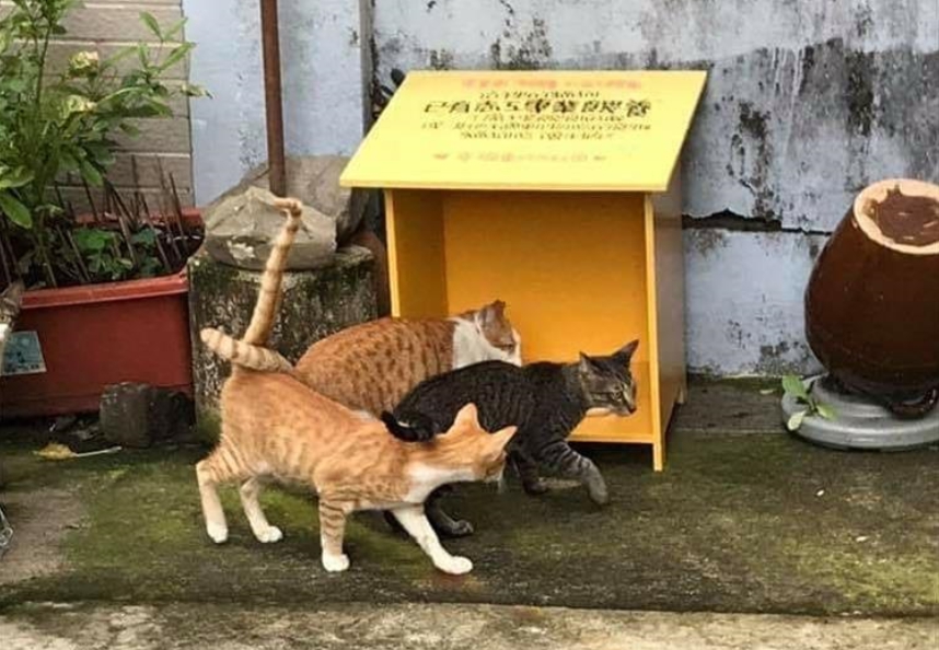 高雄市推動「TNVR友善街貓深耕計畫」，有不少里長帶頭加入。(圖為志工照顧TNVR街貓) 高雄市動保處/提供