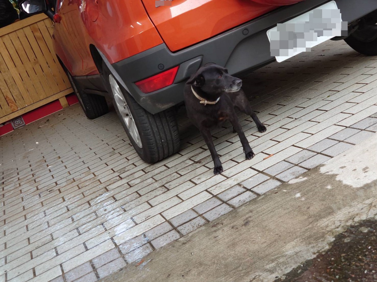 新北深坑一處社區有飼主放任家犬在外遊蕩，被鄰居檢舉後挨罰3000元。 新北市動保處/提供