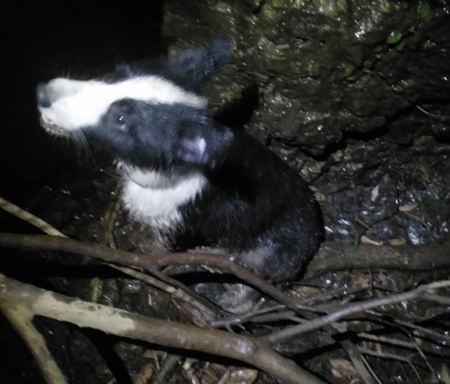 邊境牧羊犬因貪玩不小心摔落20公尺深的山谷中。 台北市動保處/提供