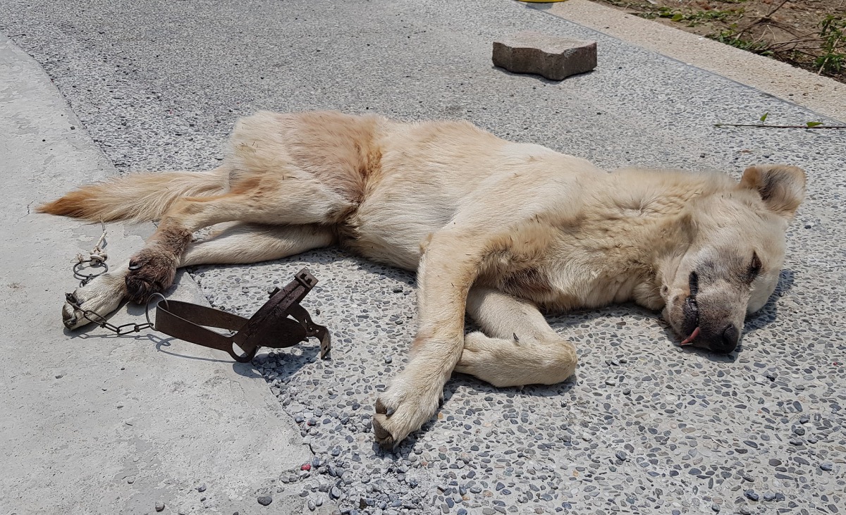 高雄小港機場附近傳出的浪犬遭捕獸鋏夾傷。 台灣動物緊急救援小組/提供