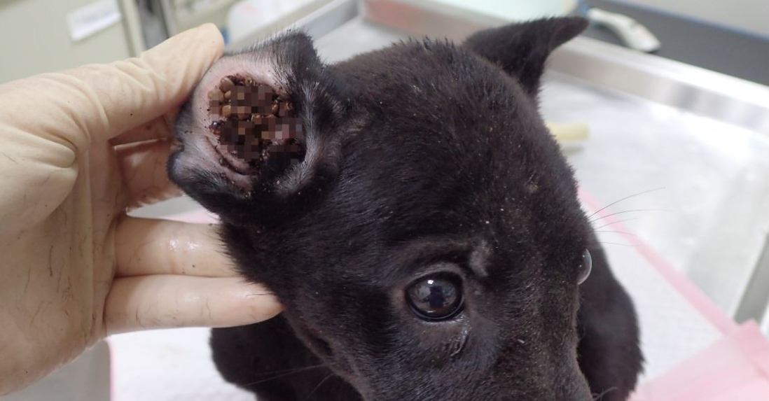 剛進到收容所的流浪動物經常會有寄生蟲的問題。(圖為耳朵有壁蝨的浪犬) 苗栗動物保護防疫所/提供