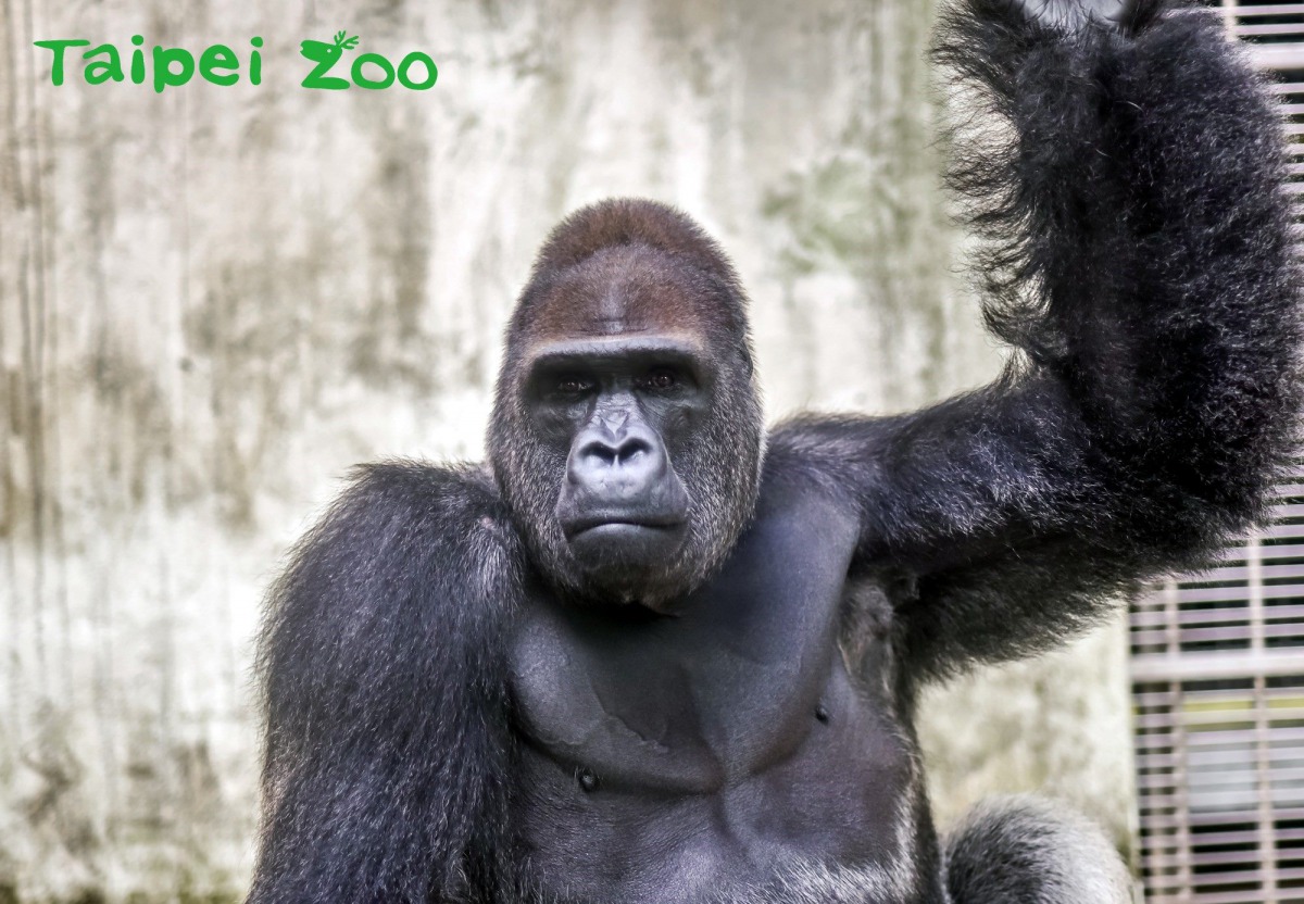 金剛猩猩「寶寶」搭乘今天凌晨班機前往荷蘭。 台北市立動物園/提供