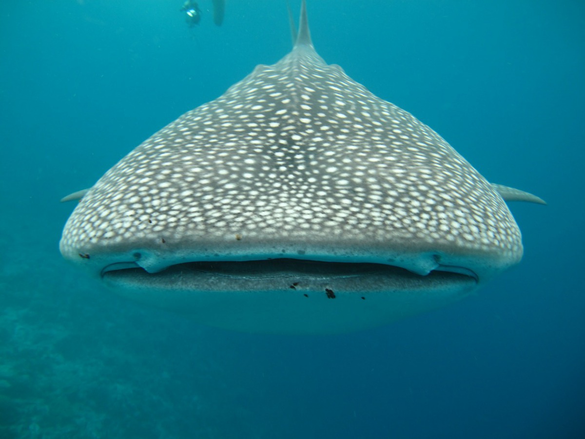 外表討喜的豆腐鯊自6月起被列為瀕臨絕種保育類動物。 取自/pixabay
