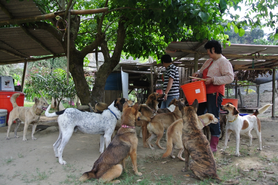 中華民國保護動物協會推出的狗來富專案，將乖巧親人的狗狗送至鄉間果園生活，由於果園主人協助代養。中華民國保護動物協會/提供
