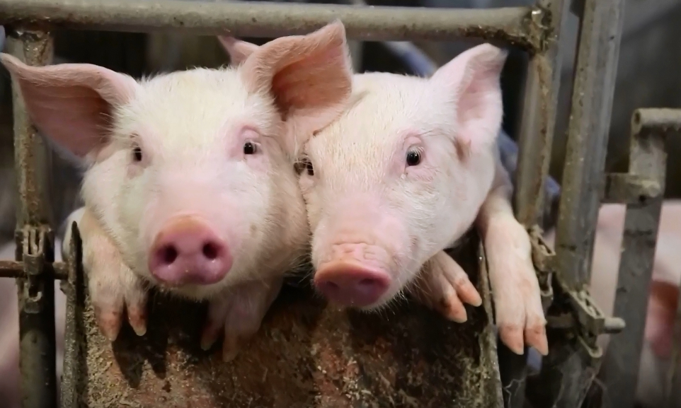 歷經23年的努力，16日OIE正式認定台灣從口蹄疫疫區名單中除名，台灣國產豬肉將有望重返國際市場。 防檢局/提供