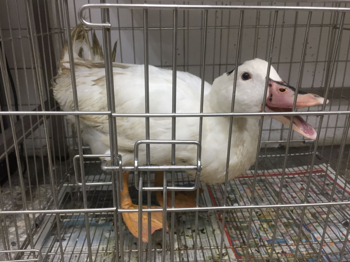 動保處收容的流浪鴨「阿歐」。 新北市動保處/提供