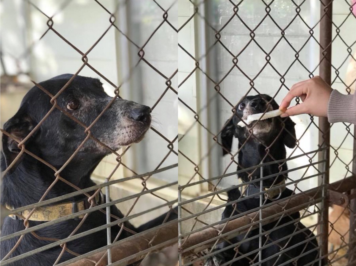 嘉義大學11歲的校犬「海綿」生前的可愛模樣。 嘉大民雄校區動保社/提供