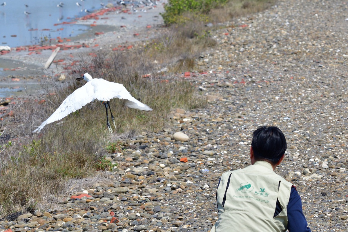於永安濕地遭魚線困住的黑面琵鷺今(22)日上午進行野放。拍鳥俱樂部黃進財鳥友/提供