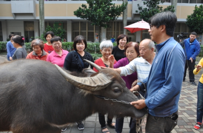 中洲樂齡大學將活生生的水牛帶到學校裡跟銀髮學員互動。 中洲科大/提供