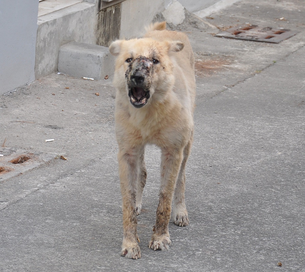 有民眾通報高雄市區出現一隻「鬼臉狗」，經常嚇壞當地居民。台灣動物緊急救援小組/提供