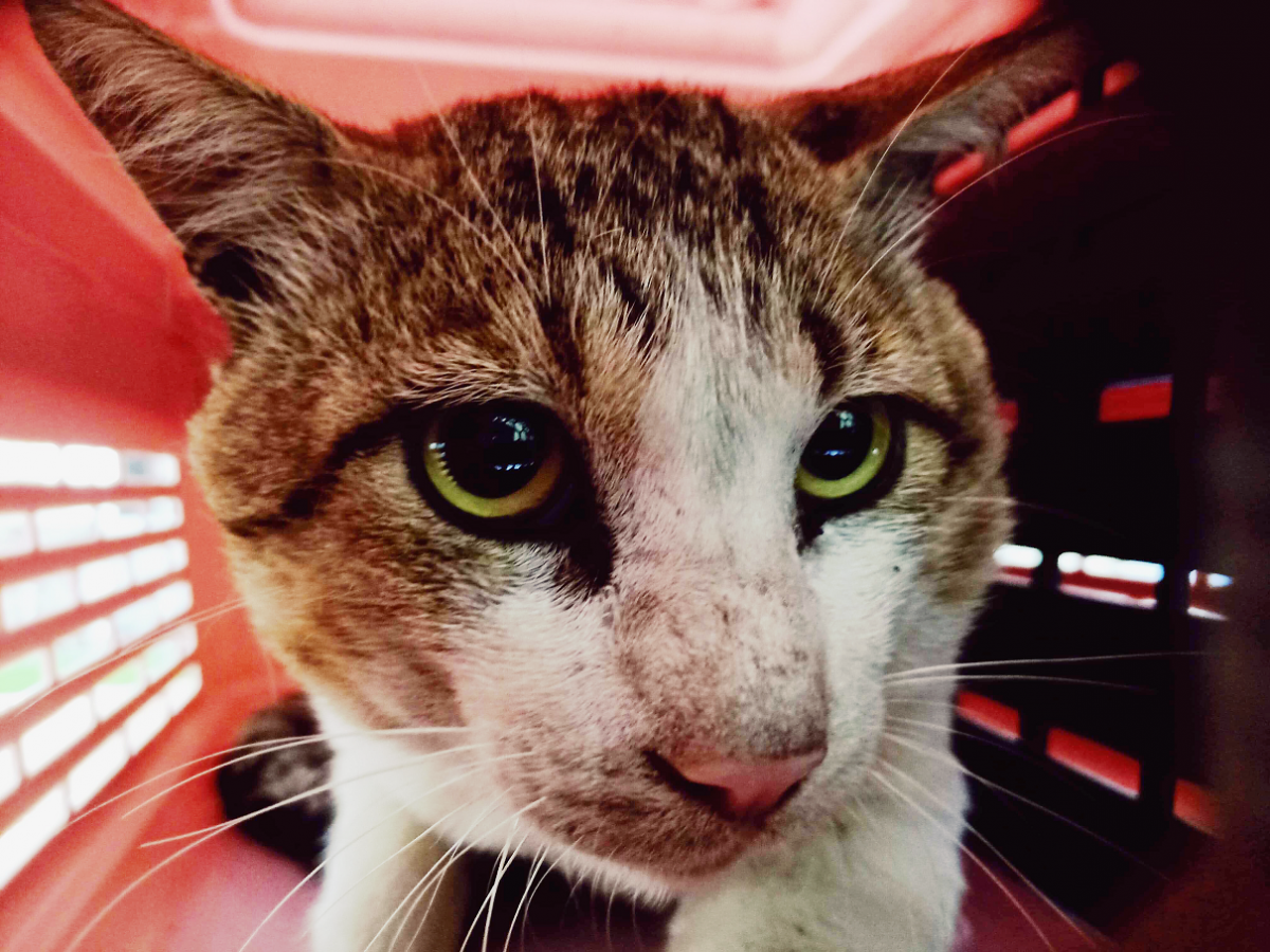 走失4年後，意外被台灣之心絕育團隊尋回的家貓「小虎」。台灣之心愛護動物協會/提供