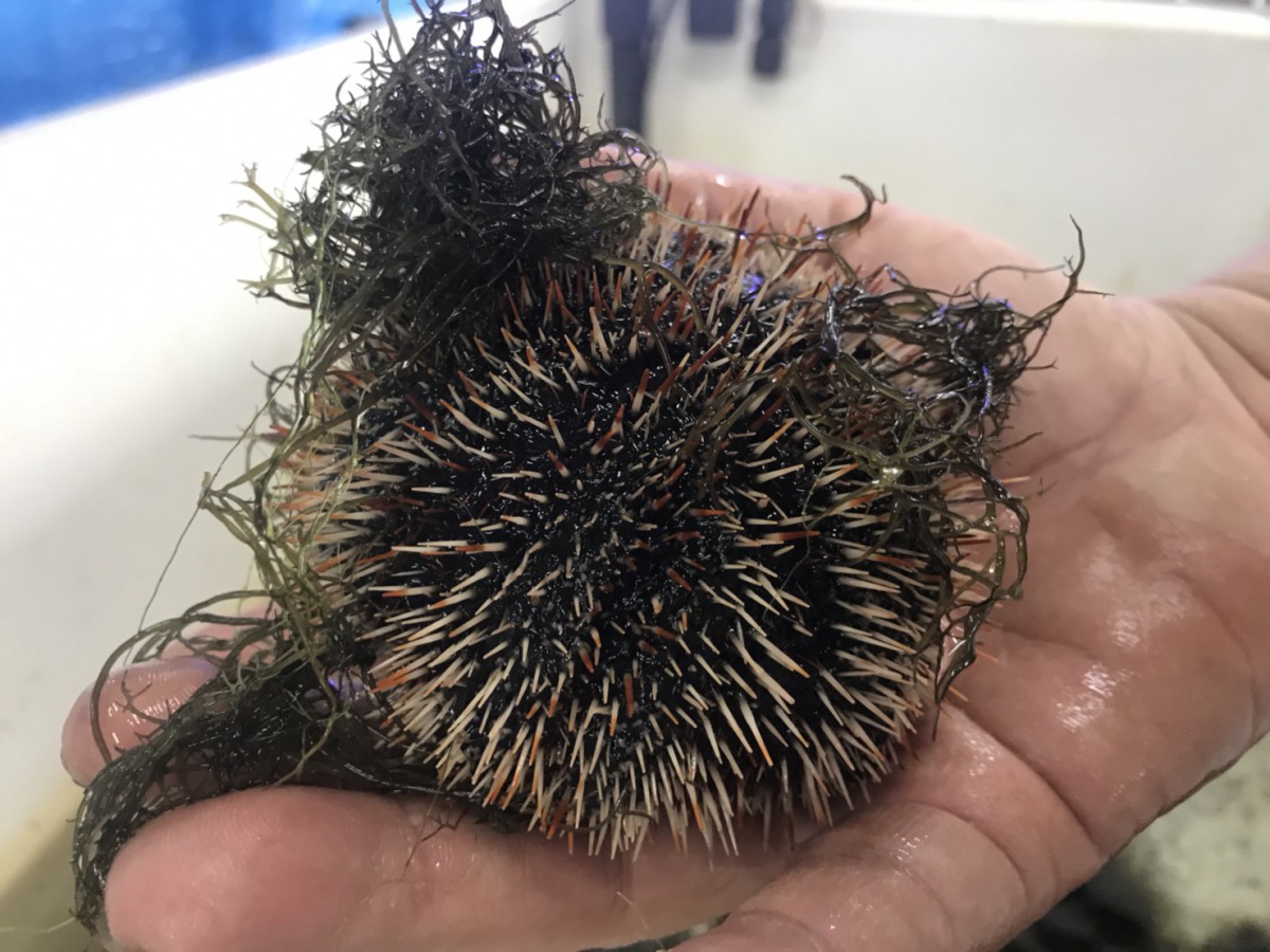 新北市卯澳灣常有豐富的潮間帶生物，圖為馬糞海膽。 新北市漁管處/提供