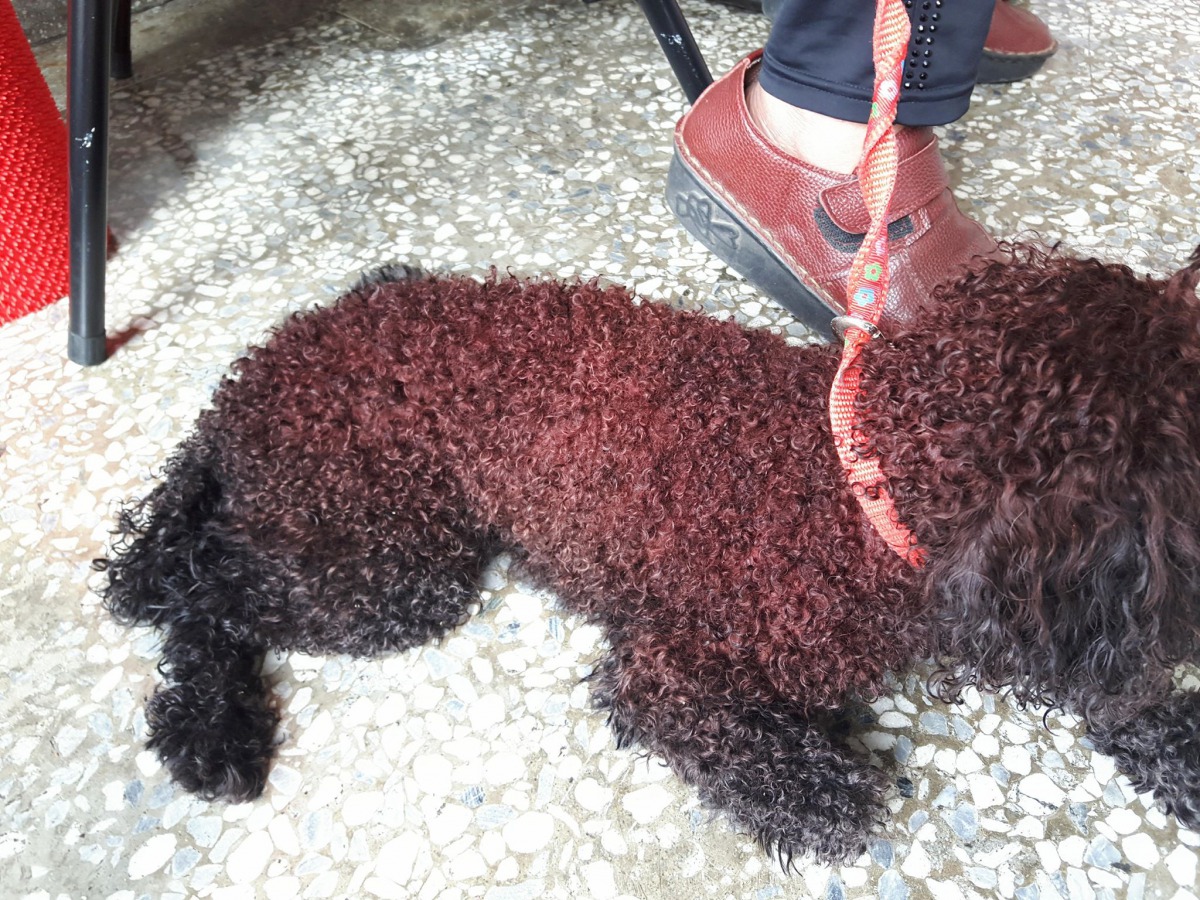 范姓飼主的愛狗原本是黑貴賓，卻被李姓男子用染髮劑染成紅色。 范先生/提供