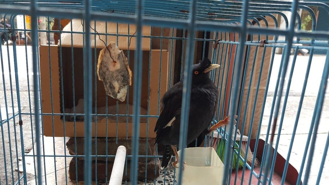 保七大隊破獲一間民宅違法飼養保育類台灣八哥。 保七總隊/提供