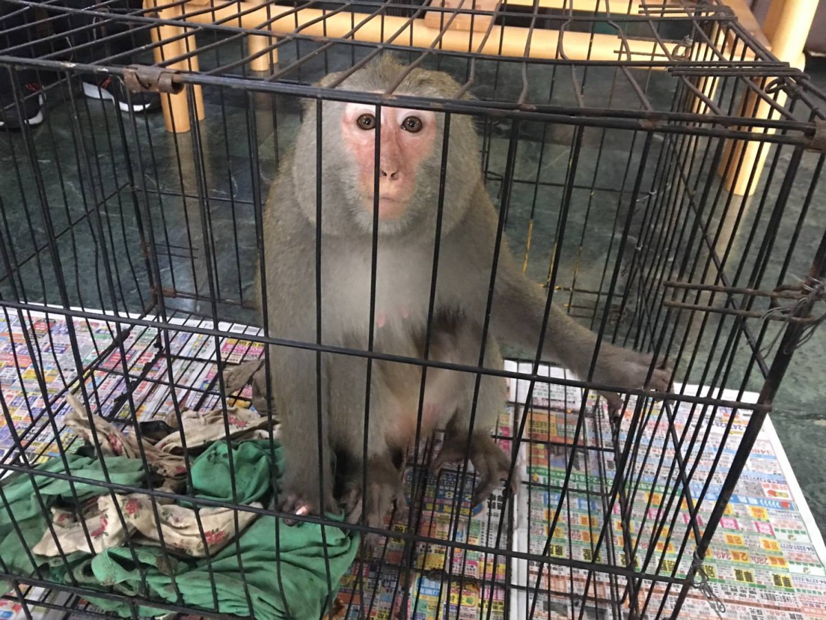保育類台灣獼猴被民眾帶回去關在鐵籠裡。 保七總隊/提供
