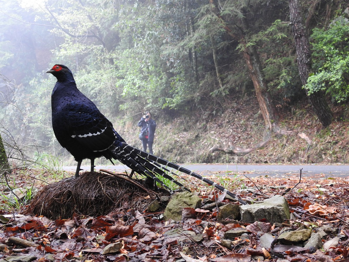 去(106)年大雪山賞鳥比賽時參加民眾碰巧遇到黑尾長雉。 東勢林管處/提供(黃學茹 攝)