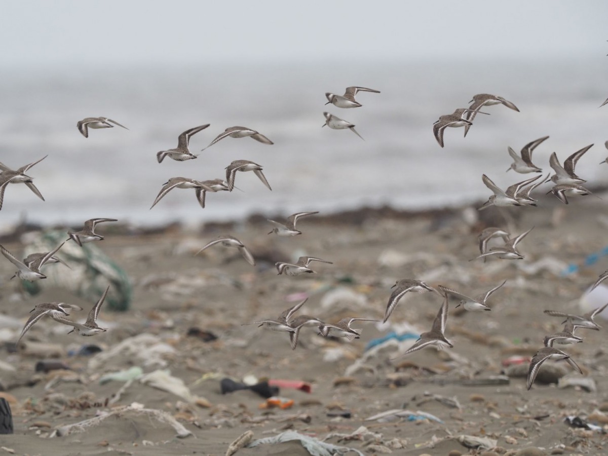 本來應該是適合鳥類棲息的許厝港濕地如今卻是滿地的垃圾。 拍鳥俱樂部成員鍾福興/提供