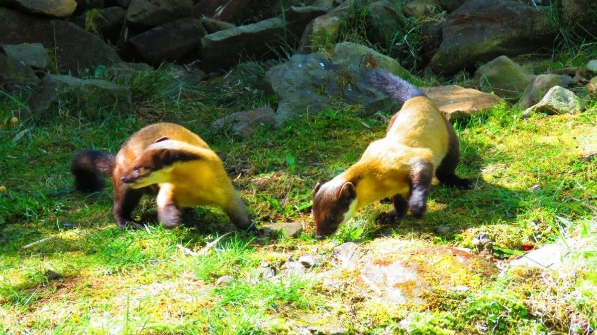 日前民眾在玉山發現兩隻保育類黃喉貂在翻找人類隨意丟棄的食物。 蘇家宏/提供