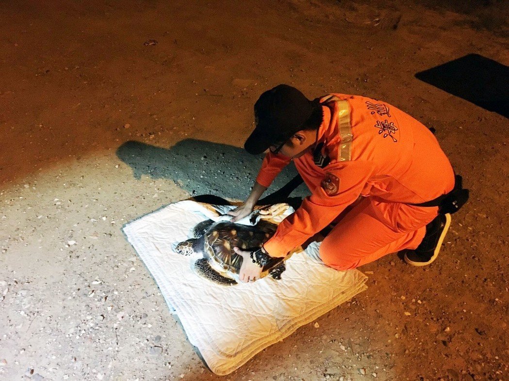 海巡隊員接獲通報在新竹新月沙灣上有一隻擱淺的綠蠵龜。 第8岸巡總隊/提供