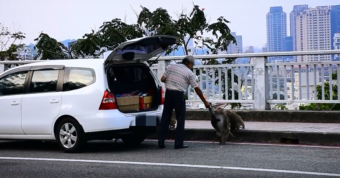 高雄萬壽山橋上一名老伯從後車廂拿出食物餵食台灣獼猴。 林先生/提供