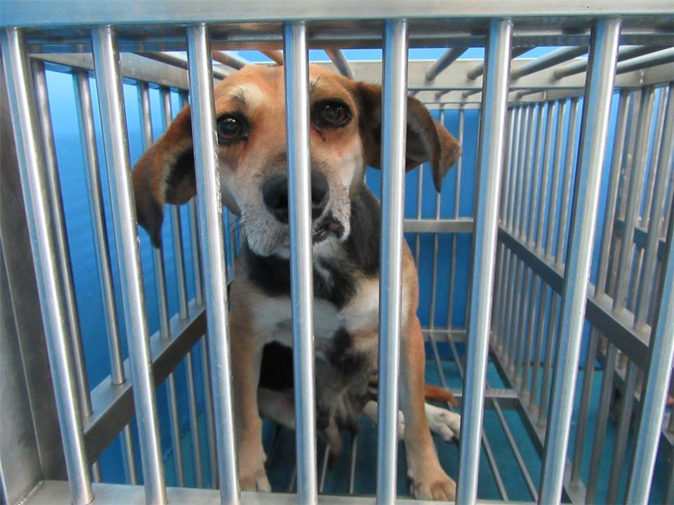 苗栗縣動物收容所幾近滿載，23日前暫停捕捉犬貓入所。 苗栗動保所/提供