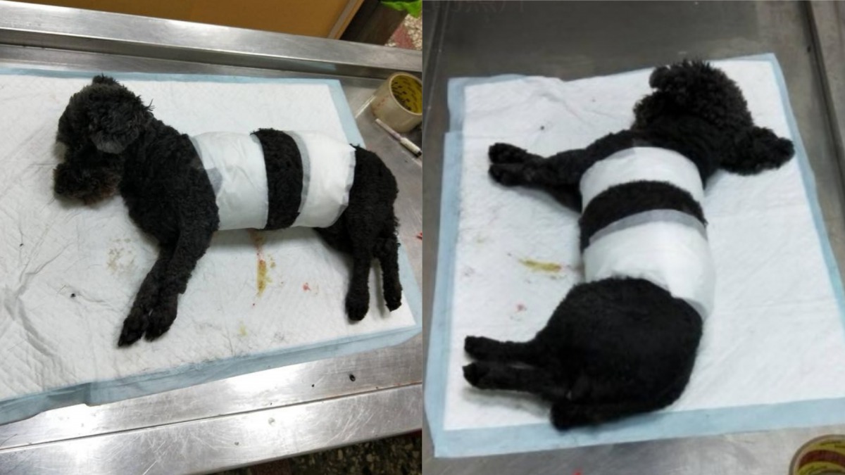 黑貴賓「比兒」遭有心人士傷害，目前仍在醫院觀察中。 陳小姐/提供