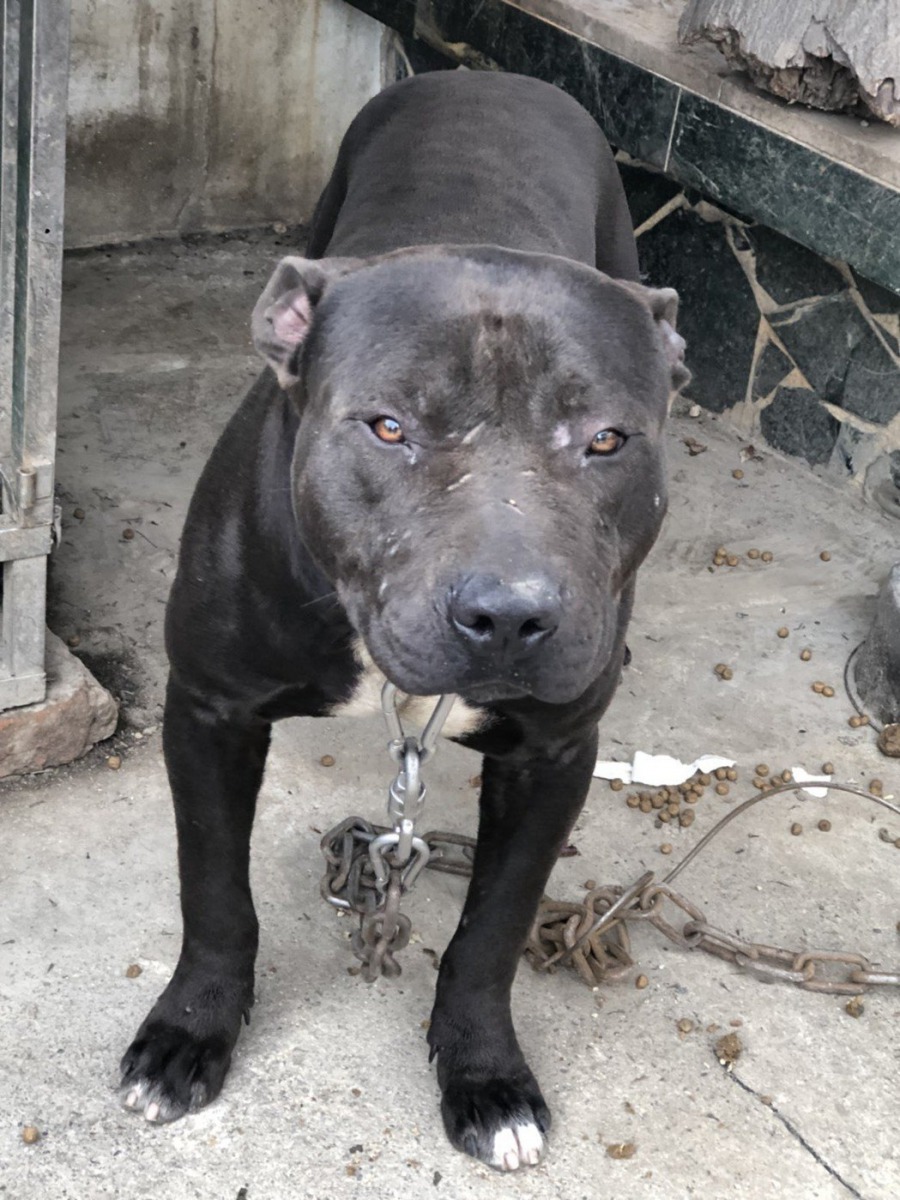 咬傷男童的彼特犬，屬於農委會公告的危險性犬隻。 台東馬偕醫院/提供