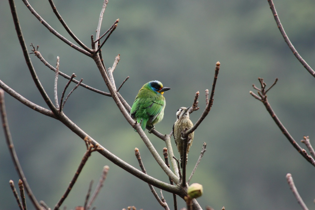 八仙山國家森林遊樂區有豐富的鳥類生態環境。 東勢林管處/提供