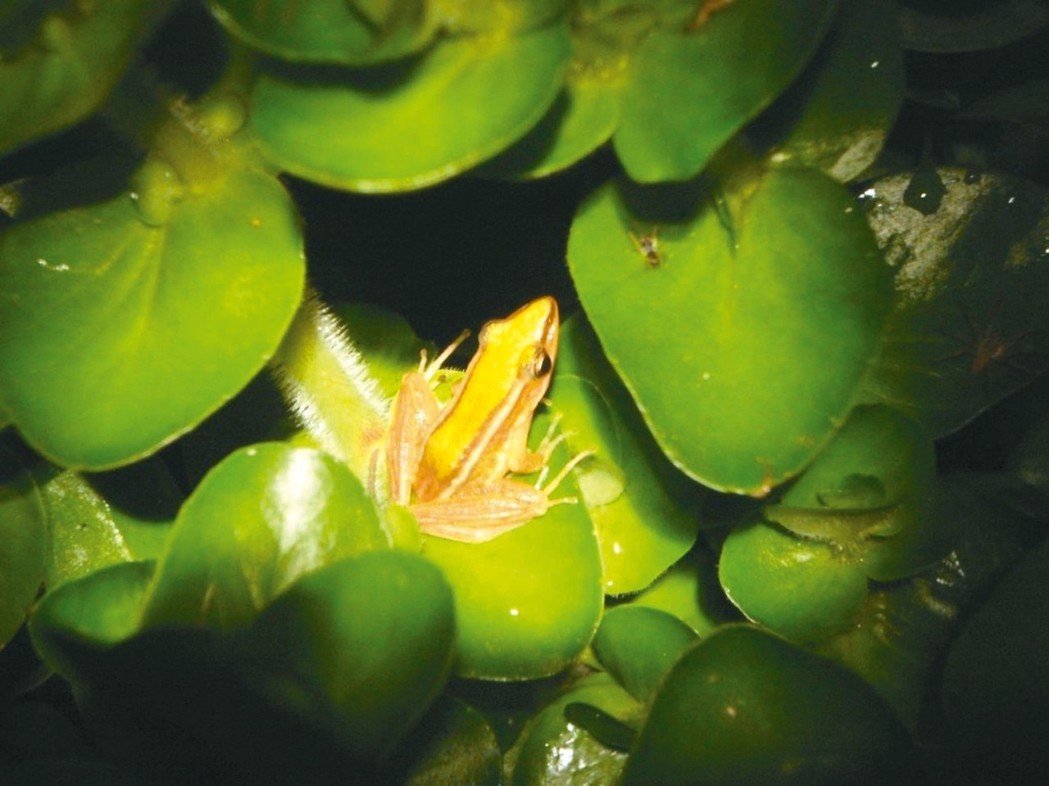高榮野生動物保護區為台北赤蛙的重要棲息地。 桃園農業局/提供