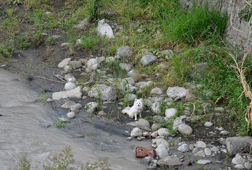 受困阿公店溪河道上的狐狸犬。  台灣動物緊急救援小組/提供