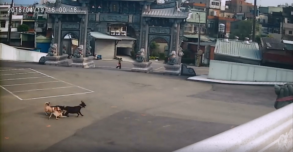 富岡國小飼養的黑羊正被一群浪犬追咬。截自廖吳金臉書